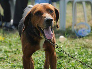 Köpeğini başıboş bırakan yandı