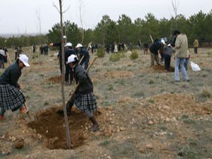 Meramda ağaç bayramı