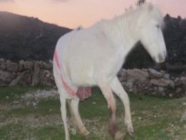 Ayağı kesilen at artık emin ellerde