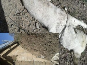 Köprünün demirlerine asıp ölüme terk ettiler