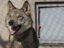 Evinde kurt besleyen vatandaşa para cezası