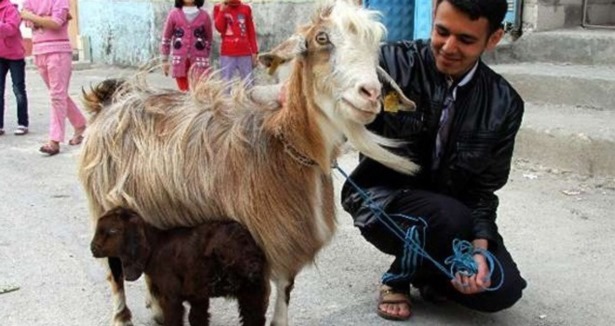 3 ayaklı oğlak mahallenin maskotu oldu