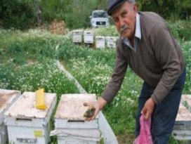 Şaşırtan arı ölümleri