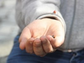 Uğurböcekleri istila etti