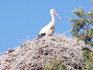 Konyaya bahar erken mi gelecek?