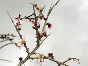 Ağaçlar erken çiçek açtı