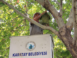 Karatay parklara kuş evleri yerleştiriyor