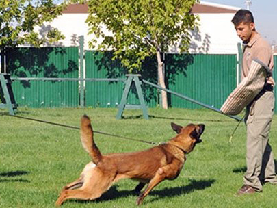 Köşkü üstün yetenekli köpekler koruyacak