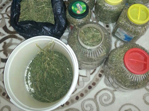 Turşu bidonuna bonzai kurdular