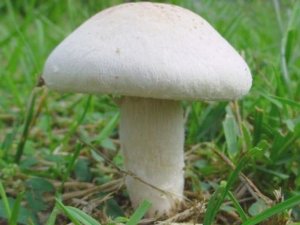 Beyşehirde 2 kişi mantardan zehirlendi