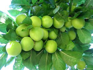 Kilosu 300 lira olan eriği kimler yer?