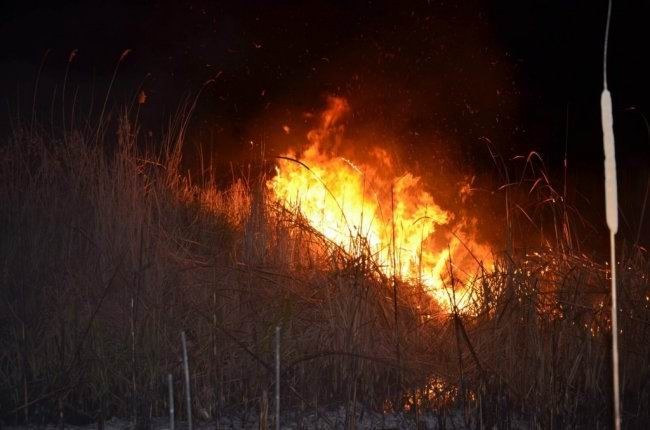 Beyşehir Gölü Milli Parkında yangın paniği
