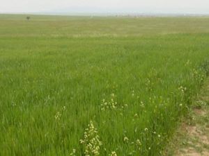 Kıraç araziye yağmur dopingi