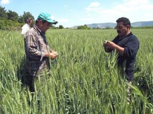 Süneyle mücadele başladı