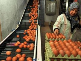 Yumurtaya, yumurtlama tarihi geliyor