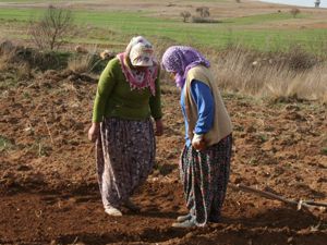 Konyada ekim telaşı!