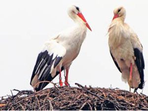 İşte gerçek aşk bu olsa gerek!