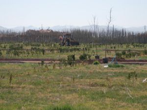 Kendi meyvesini yetiştirmek isteyenler için son gün...
