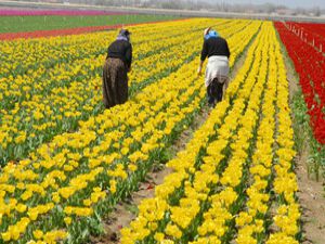 Dünyanın en kaliteli lalesi Konyada