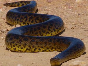 Korkudan ödünüz patlayacak