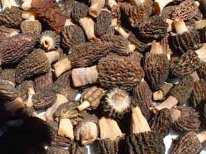 Kuzugöbeği sezonu açıldı