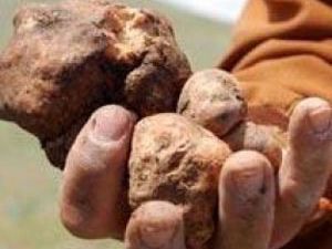 Konyada domalan mesaisi başladı