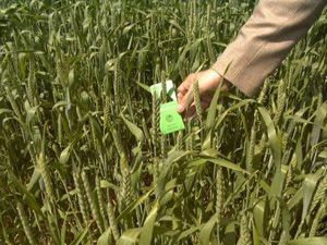 Konyaya 6 milyon böcek bırakılacak