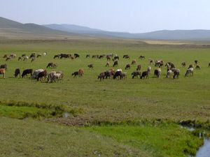 Konya Ovasında bahar bereketi