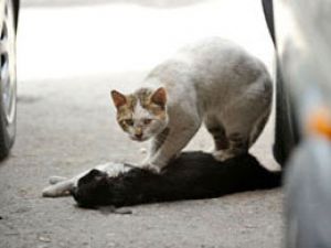 Sokak kedisinden insanlık dersi!