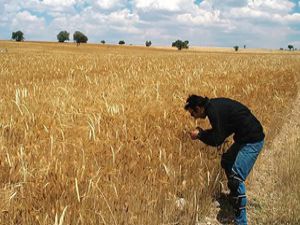 Konya Ovasında sevindiren haber