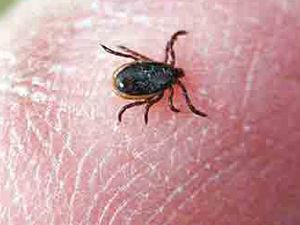 Kenelerle mücadele için dünyaya geldiler