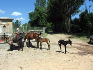 At-eşek azalıyor, domuz-deve çoğalıyor!