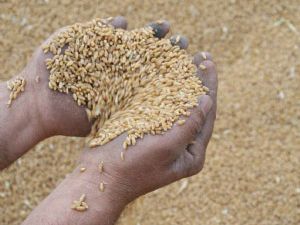 Konya Ovasından ilk mahsül geldi