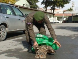 Yaralı ’puhu’ kuşuna vatandaşlar sahip çıktı