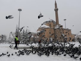 Kuşlara ve sahipsiz hayvanlara yem bırakılıyor