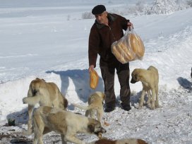 Sahipsiz köpekleri ekmekle besliyor