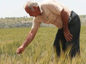 Beyşehir havzasında düşük verim beklentisi