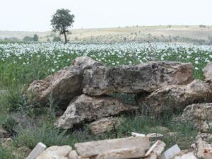 Taşlı tarlayı ıslah etti, tarım ürünleri ekiyor
