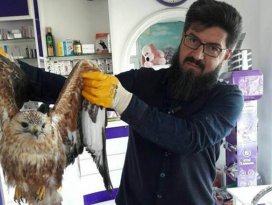 Uçamayan kartala eczacıdan yardım