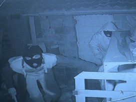 Kar maskeli hırsızlar tavus kuşlarını çaldı