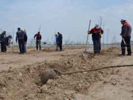 Karatayda ağaçlandırma çalışmaları