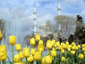 Konyada lale mevsimi yaşanıyor