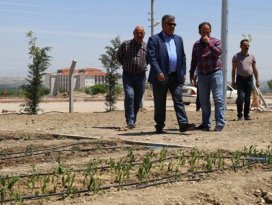 Ereğlide hobi bahçeleri sahiplerini bulacak