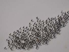 Flamingo yavruları Tuz Gölü’nde efsane yürüyüşlerine başladı