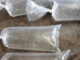 Konyanın su kaynaklarına 136 bin yavru sazan bırakıldı
