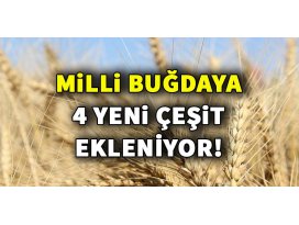 Milli buğdaya 4 yeni çeşit ekleniyor