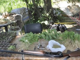 Damlama sulama sistemi kurup Hint keneviri ekmiş