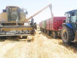 Çiftçi dikkatli davrandı dane kaybı yaşanmadı