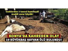 Konya’da 19 büyükbaş hayvan telef olmuş halde bulundu