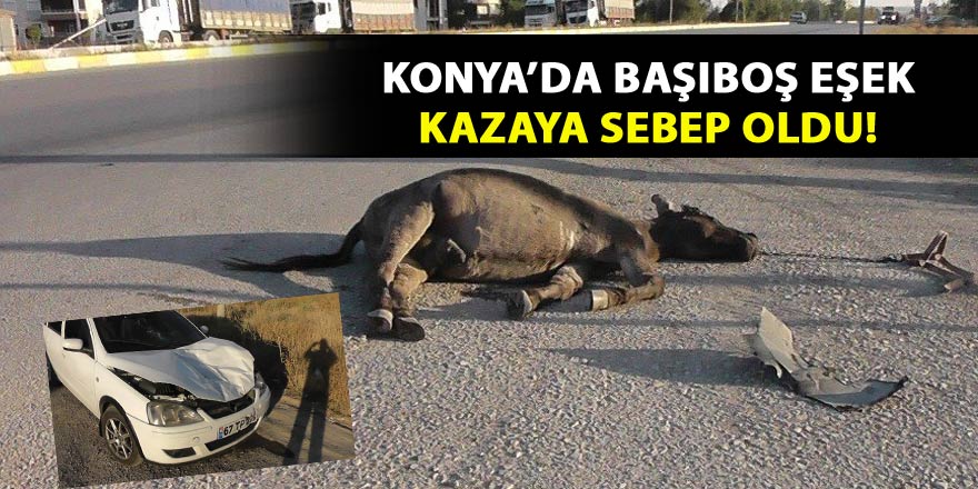Konyada başıboş eşek kazaya sebep oldu